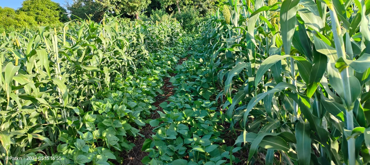 Crops cultivated due to HASA